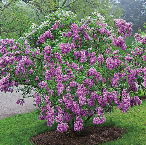Old fashion lilac - 2,